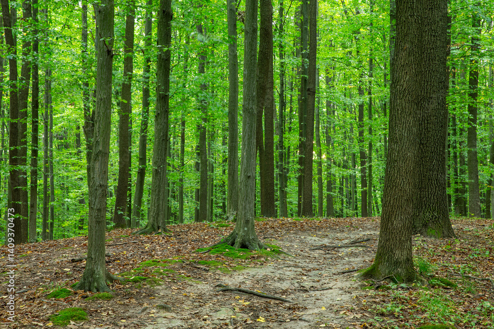 Fototapeta premium Path in green summer forest