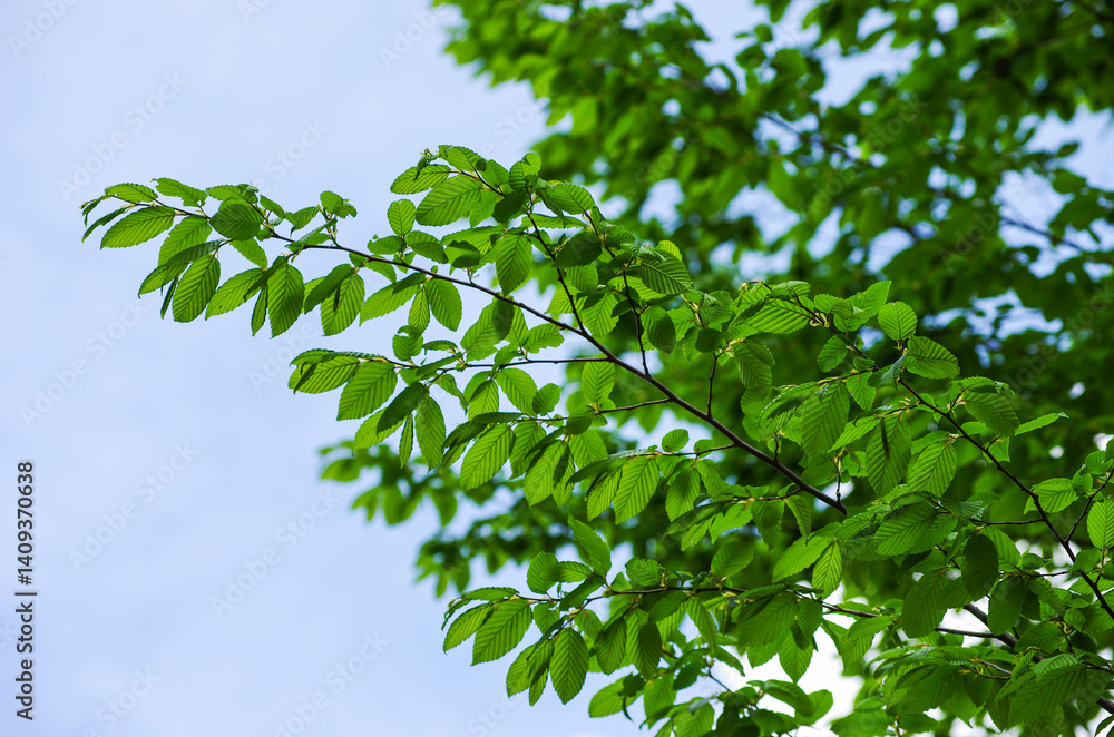 young beech leaves as a background young beech leaves as a background