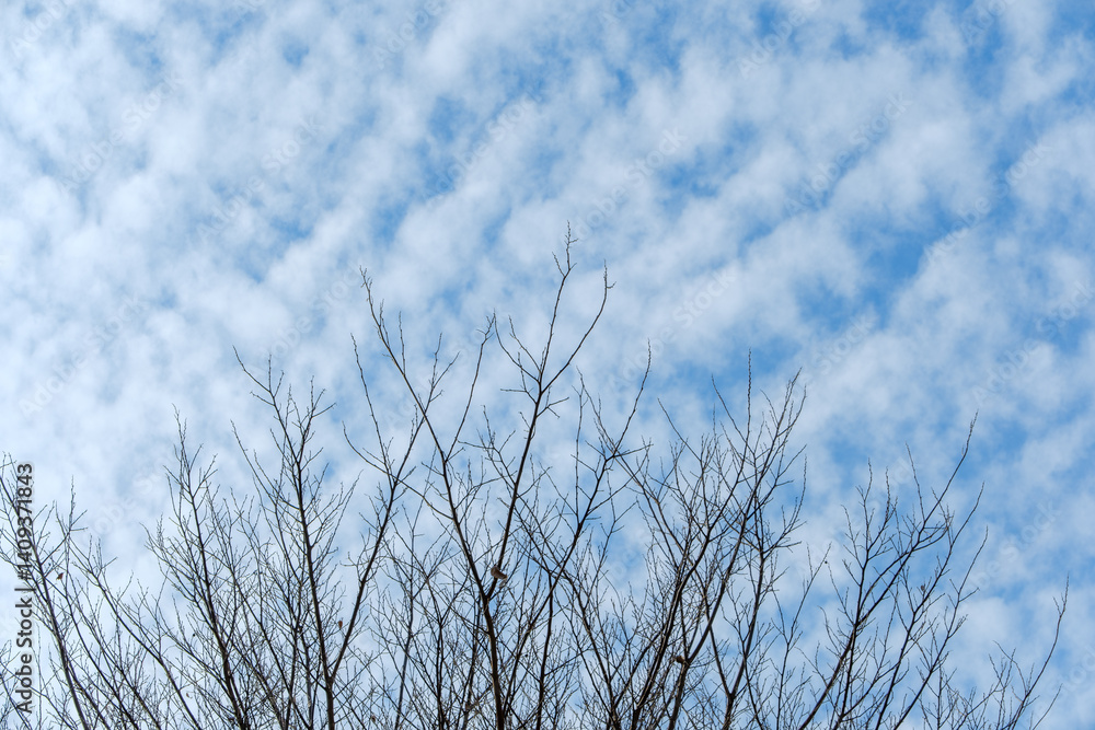 Obraz premium 冬空に伸びる木の枝と雲