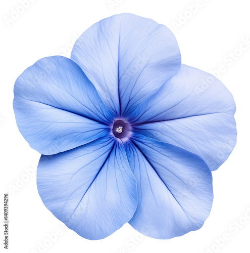 Wallpaper Mural PNG A Blue periwinkle flower petals blue photography. Torontodigital.ca