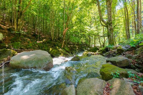 Obraz na płótnie landscape with river in the beech forest. wild water stream among mossy rocks on a sunny day w salonie