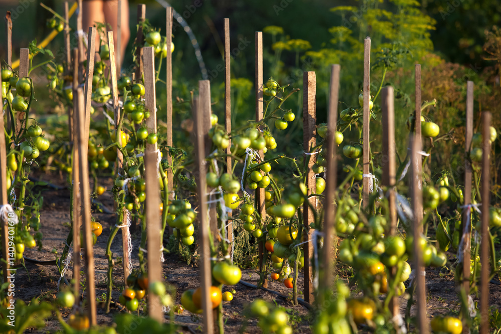 Fresh green tomatoes growing on the vine in an open field under natural sunlight. The plants are lush and healthy, symbolizing growth, agriculture, and sustainable farming