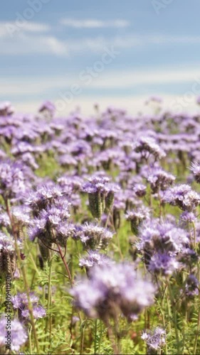 Purple phacelia field, close up. Beautiful summer landscape. Nature background. Vertical video
