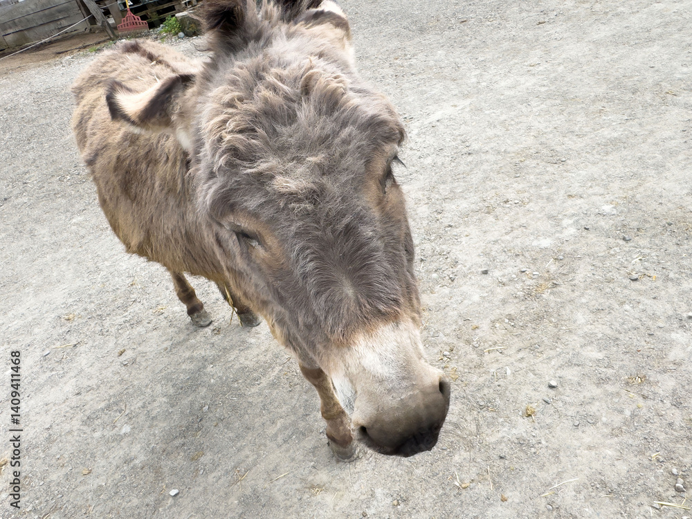 Fototapeta premium Close-up of a donkey standing on gravel at a farm