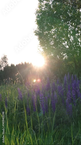 Purple lupines blooming in the field in the rays of the evening sun at sunset. Summer nature background. Vertical video