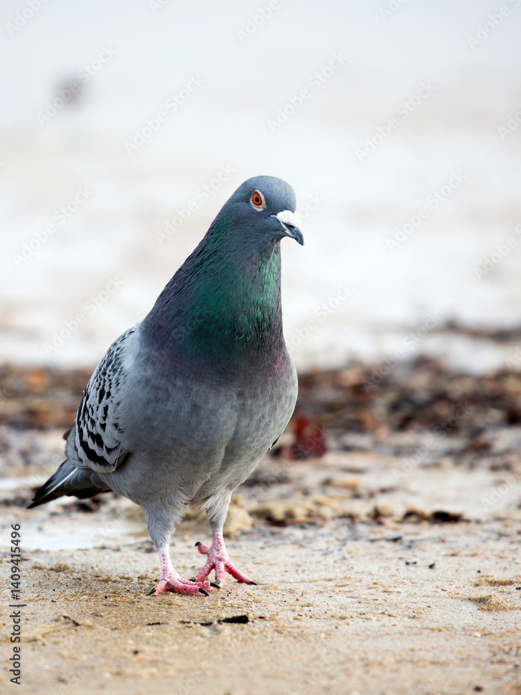 Pigeon in the wild Pigeon in the wild