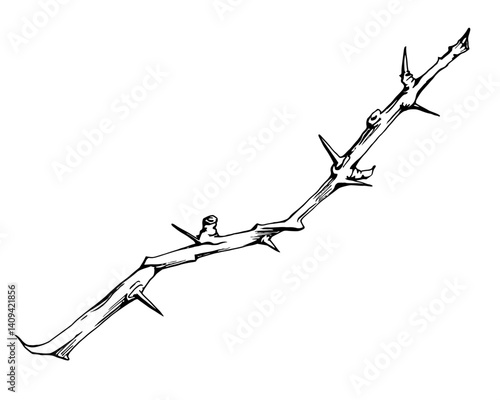 Tree, berry or bush branch twig with spikes thorns, no leaves hand drawn in vector ink, early spring, late autumn or winter, brown bark, buds. Botanical isolated illustration. Wedding, florist shop.