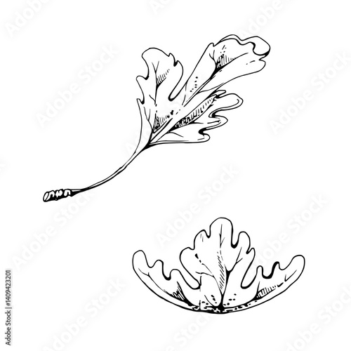 Green leaves of bush tree plant flower, foliage hand drawn in vector ink. Gooseberry oak currant sycamore poplar. Isolated botanical illustration. Scrapbooking decoupage, wedding florist, cosmetics