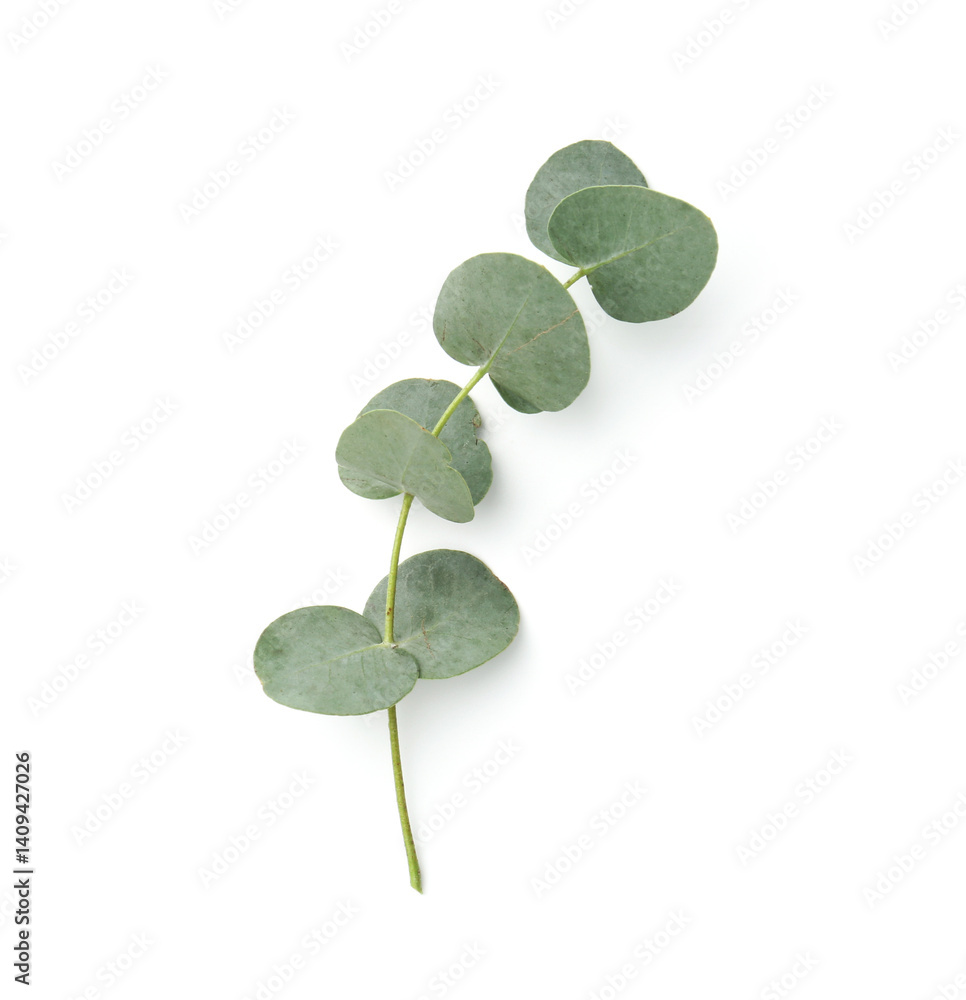 Obraz premium Eucalyptus branch with fresh leaves isolated on white, top view