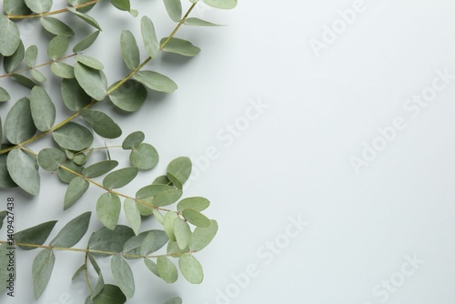 Beautiful eucalyptus branches on white background, top view. Space for text