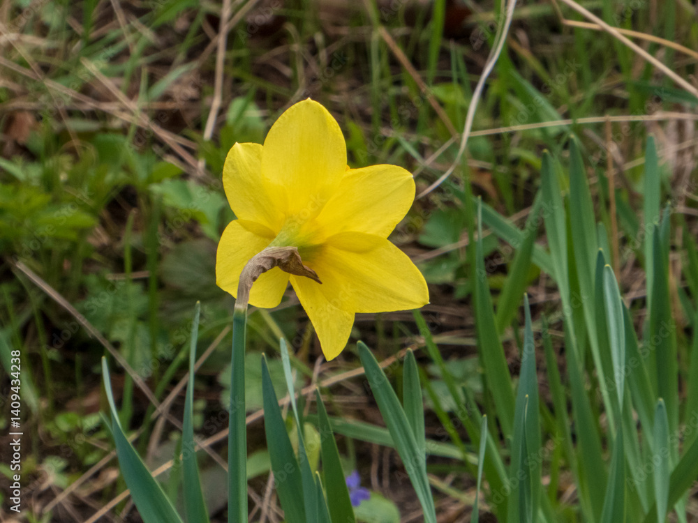 Bright Yellow Daffodil Bloom Among Green Leaves in a Sunny Garden Bright Yellow Daffodil Bloom Among Green Leaves in a Sunny Garden