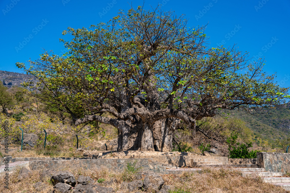 Fototapeta premium Alter Baobab-Baum im Wadi Hinna bei Salalah, Oman