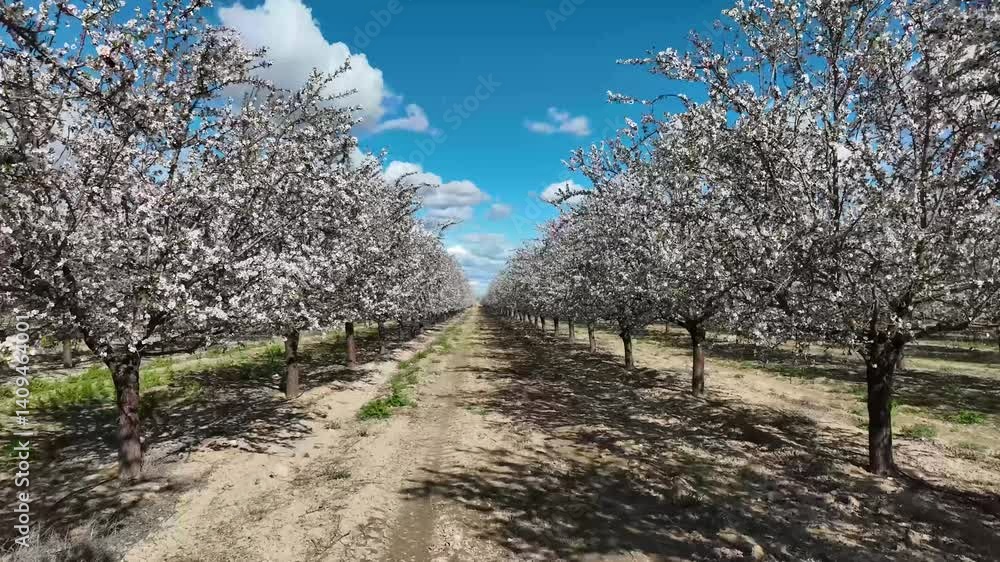 Moving between two perfectly aligned rows of almond trees in a field in full bloom under a vibrant blue sky with scattered clouds Moving between two perfectly aligned rows of almond trees in a field in full bloom under a vibrant blue sky with scattered clouds
