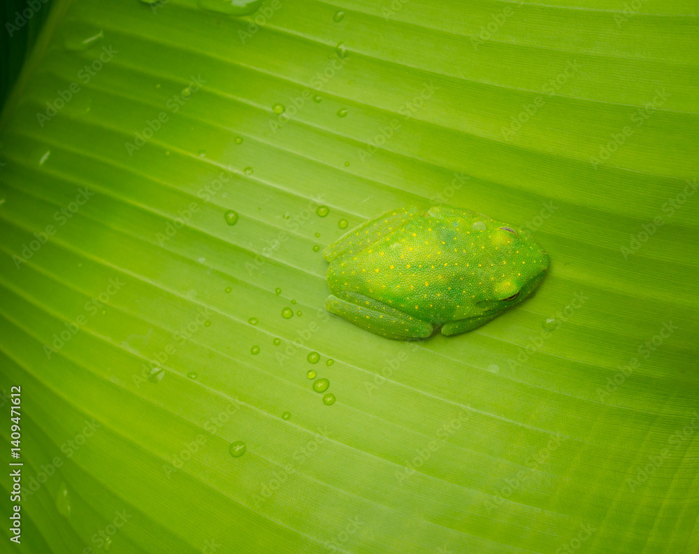 Green centrolenidae, glass frog resting on a leaf in the Amazon