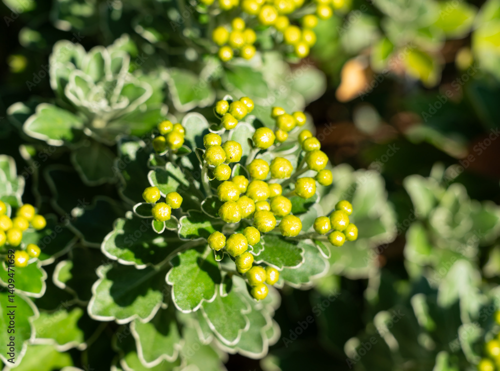 Budding Chrysanthemum pacificum in Bright Sunlight Budding Chrysanthemum pacificum in Bright Sunlight
