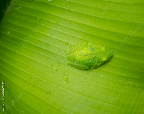 Obraz na płótnie Green centrolenidae, glass frog resting on a leaf in the Amazon w salonie