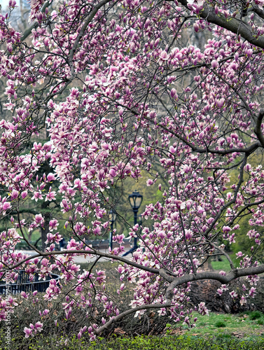 Magnolia tree in bloom in early spring