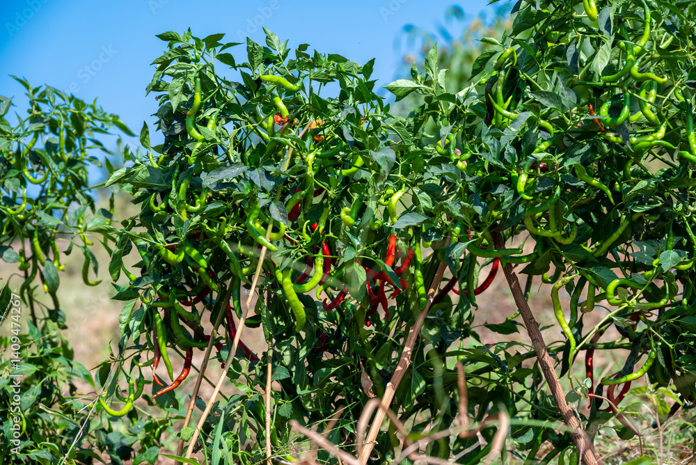 Green chili pepper plant on field agriculture in garden. Chili peppers ready to the fields. Green chili pepper plant on field agriculture in garden. Chili peppers ready to the fields.
