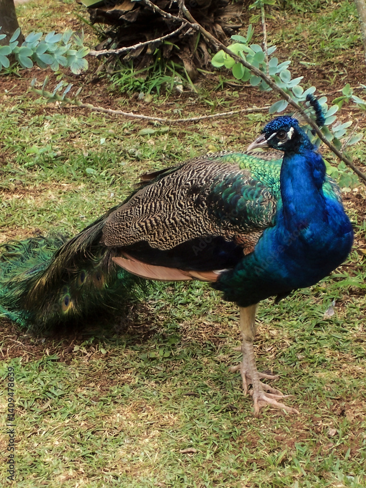 Fototapeta premium pfau vogel natur tier zoo
