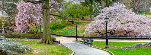Obraz na płótnie Central Park in spring w salonie