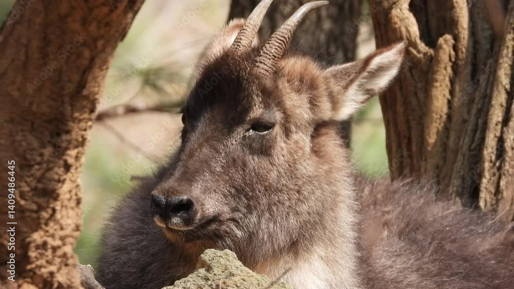 한국,산양,천연기념물,goat,동물,animal 한국,산양,천연기념물,goat,동물,animal