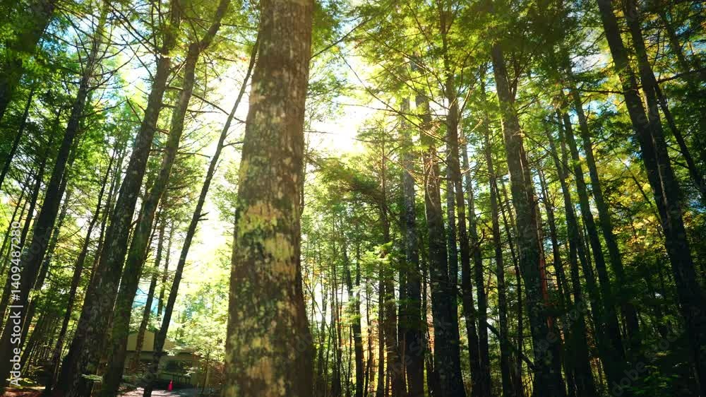 Exploring the dense forest of the Kejimkujik National Park in Nova Scotia, Canada. View of the high trees and sun rays coming through the tree foliage. Natural harmony and stillness. Exploring the dense forest of the Kejimkujik National Park in Nova Scotia, Canada. View of the high trees and sun rays coming through the tree foliage. Natural harmony and stillness.