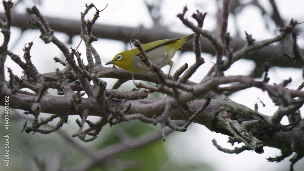 Charming Japanese White-Eye Bird in Tree Branches, Close Up Charming Japanese White-Eye Bird in Tree Branches, Close Up