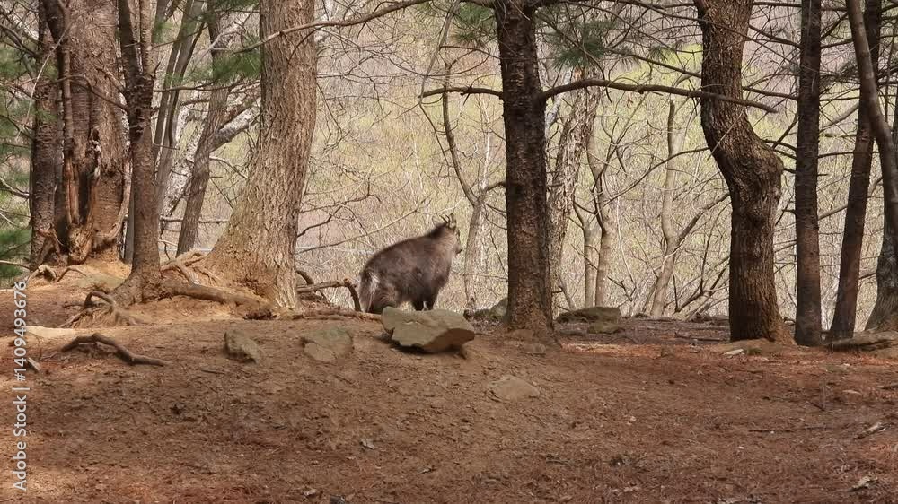 한국,산양,천연기념물,멸종위기야생동물,Korea, Mountain Ocean, Natural Monument, Endangered Wildlife