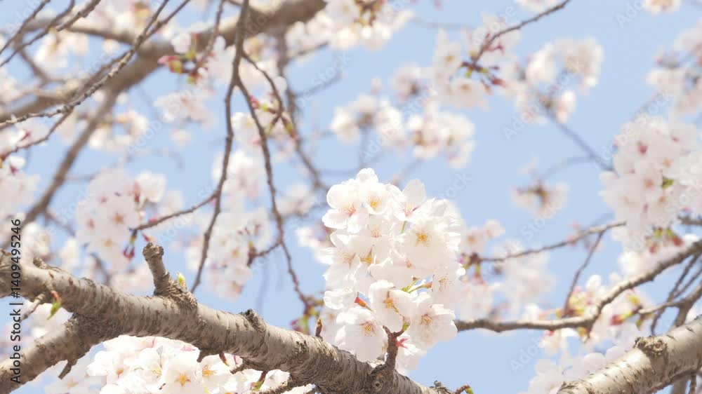 Beautiful white cherry blossoms, a springtime tradition, Someiyoshino Beautiful white cherry blossoms, a springtime tradition, Someiyoshino