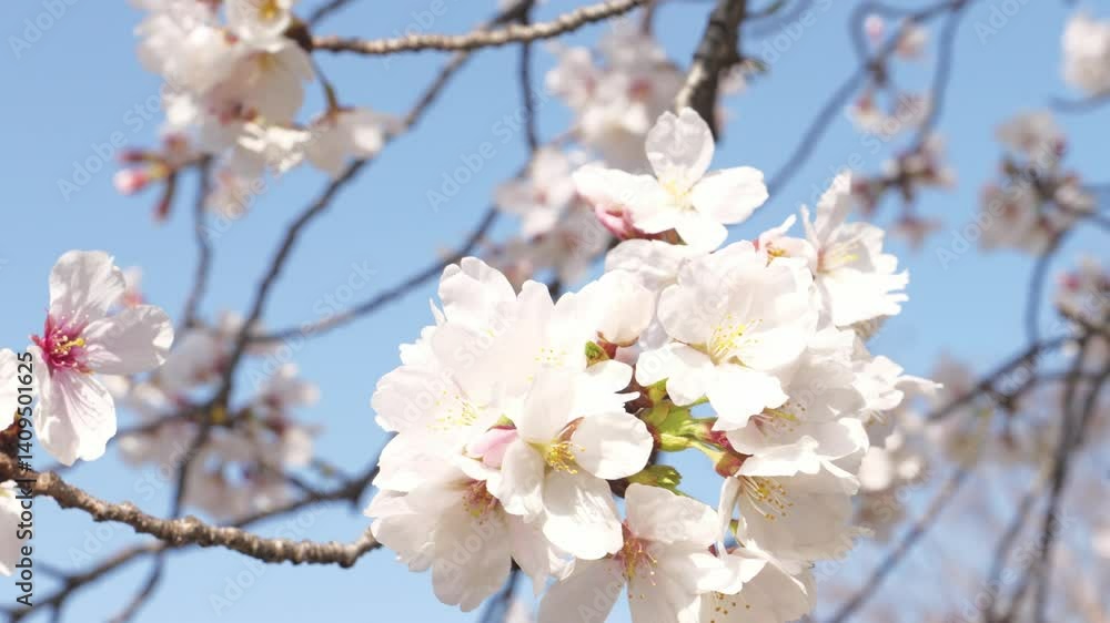 Beautiful white cherry blossoms, a springtime tradition, Someiyoshino Beautiful white cherry blossoms, a springtime tradition, Someiyoshino