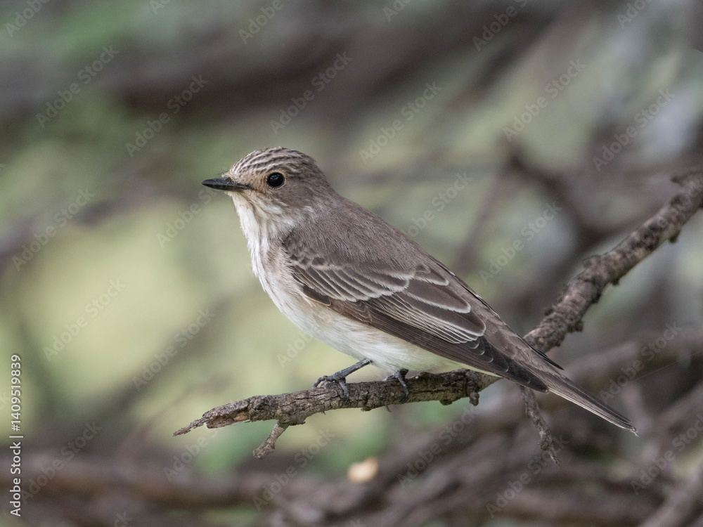 Charming Flycatcher in Dinokeng’s Rugged Foliage