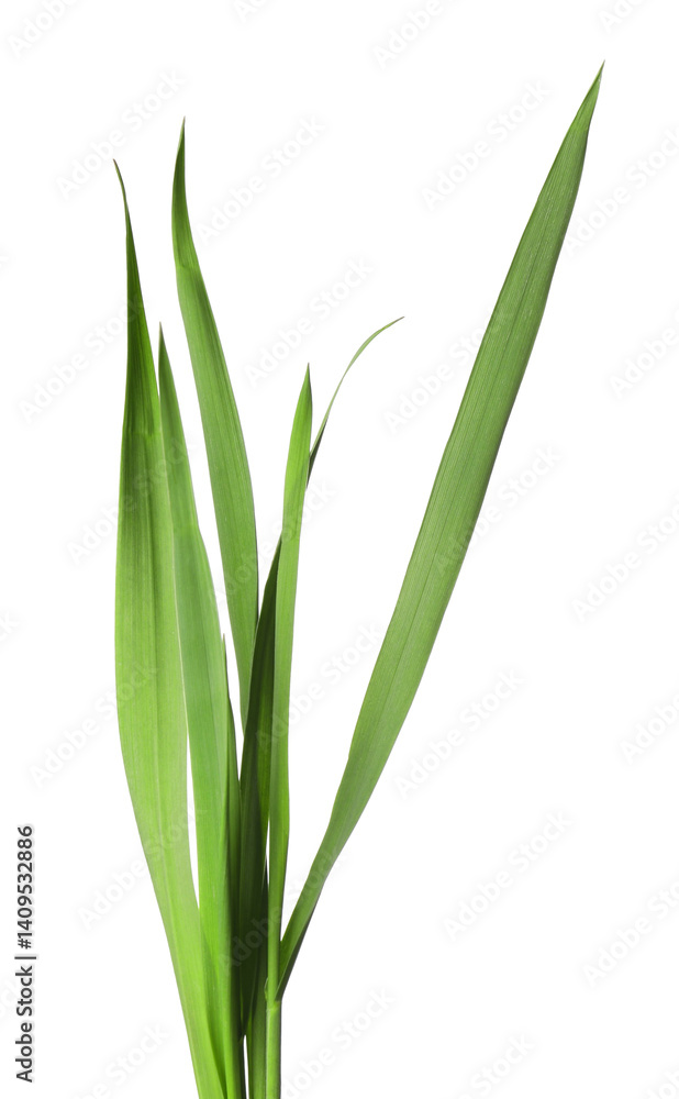 Blades of green grass isolated on white Blades of green grass isolated on white