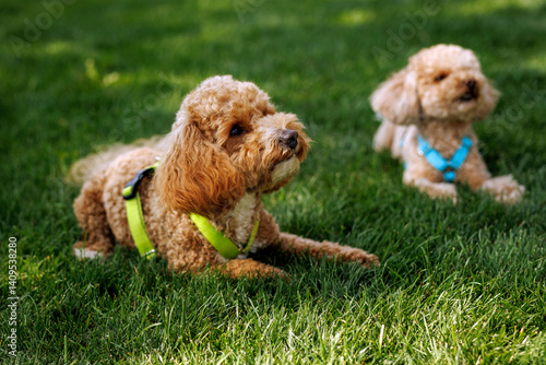 Canvas Print Two dogs are laying on the grass