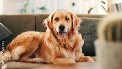 Photography Dog, relax and portrait of pet on sofa in home as companion or golden retriever in apartment