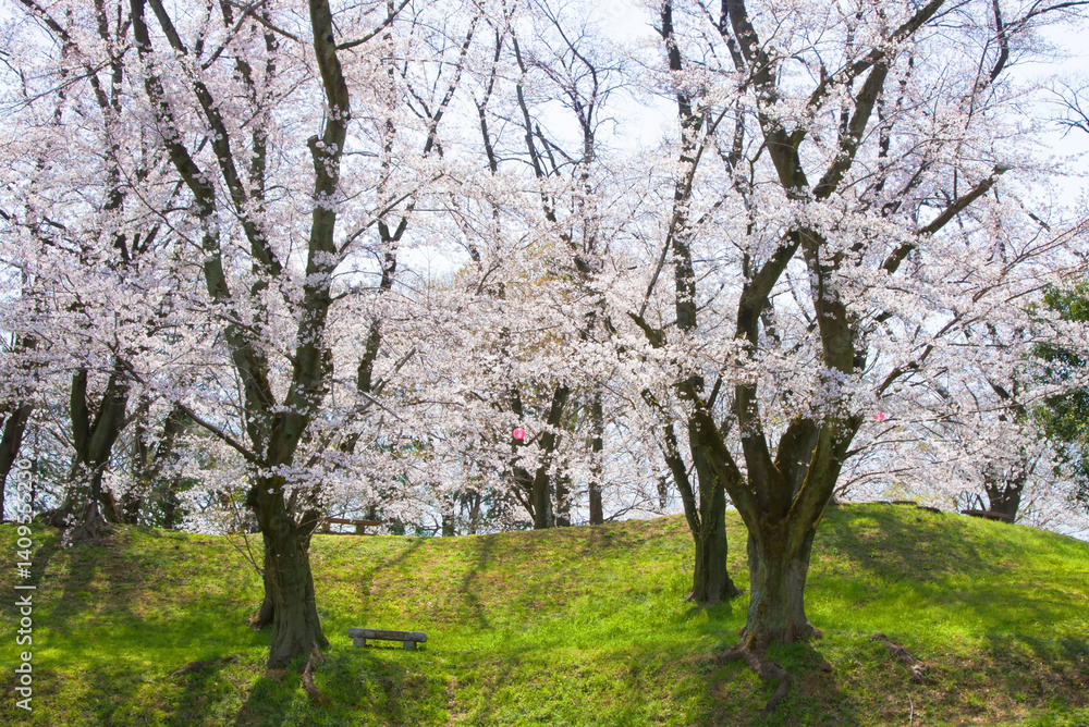埼玉県指定史跡「雉岡城跡公園(城山公園)」の桜2 埼玉県指定史跡「雉岡城跡公園(城山公園)」の桜2