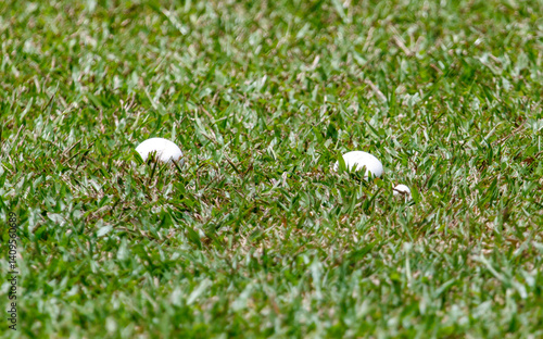 Two golf balls are laying on the grass