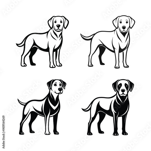 Labrador Retriever dog