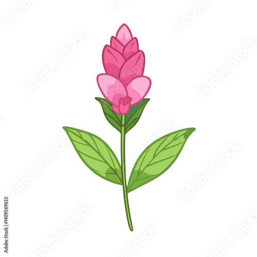 Pink Ginger Flower Cartoon Illustration on Black Background