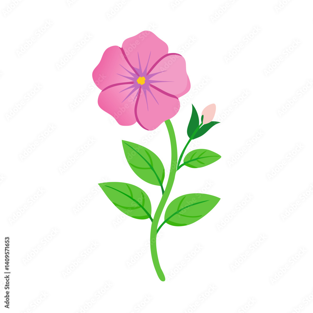 Pink Madagascar Periwinkle Flower on a Black Background Pink Madagascar Periwinkle Flower on a Black Background