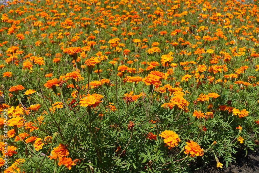 Infinite orange flowers of Tagetes patula in July