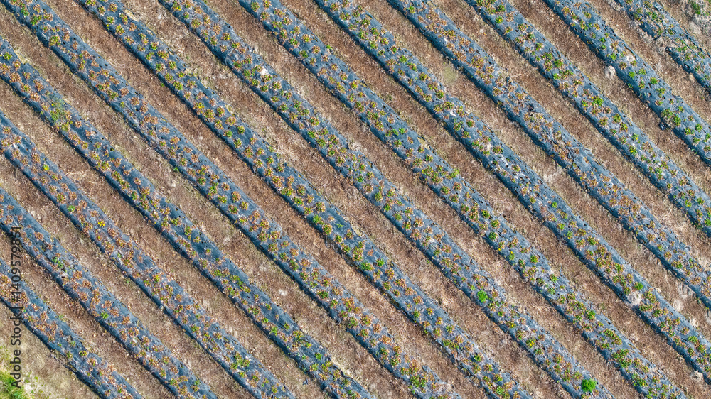 Young Fruit Trees in orchard during April: Fruit Cultivation, Flowering Periods, Frost Resistance, and Harvest of Apples, Cherries, Sour Cherries, and Pears, aerial drone view. Young Fruit Trees in orchard during April: Fruit Cultivation, Flowering Periods, Frost Resistance, and Harvest of Apples, Cherries, Sour Cherries, and Pears, aerial drone view.