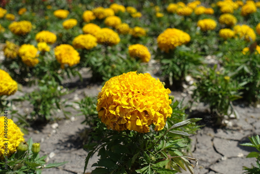 Golden yellow flowers of Tagetes erecta in May