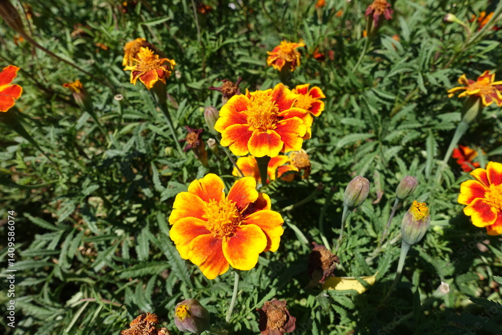 Buds and red and yellow flowers of Tagetes patula in August