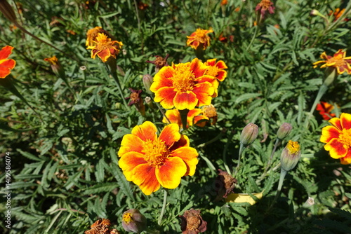 Obraz na płótnie Buds and red and yellow flowers of Tagetes patula in August w salonie