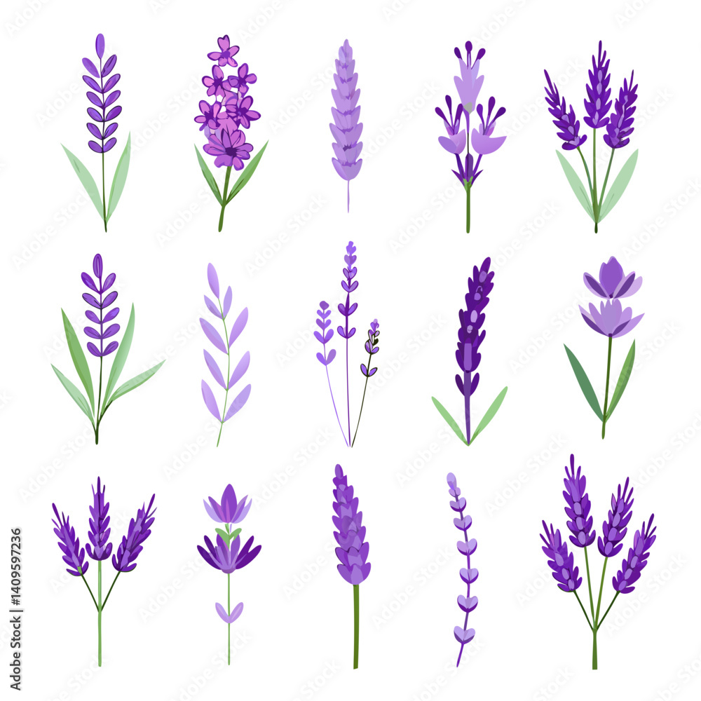 Fototapeta premium Various lavender flower vector illustrations on white background
