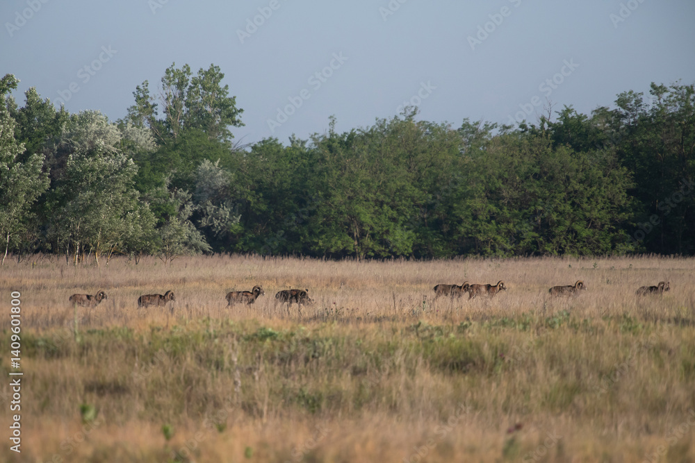 European mouflon European mouflon