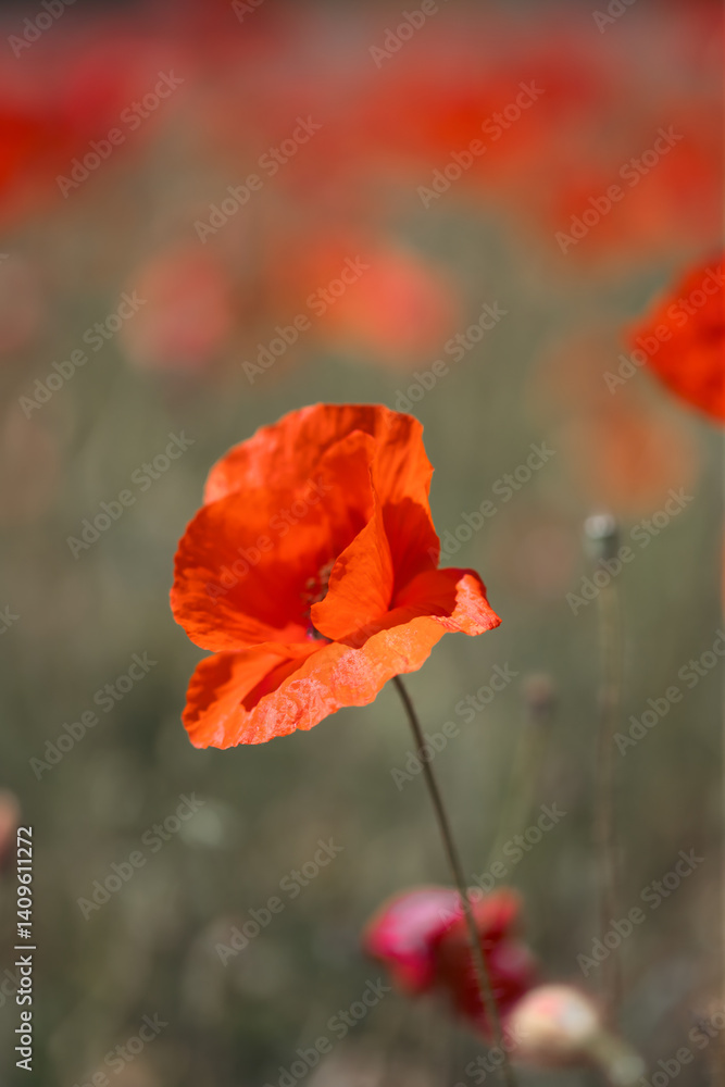 Naklejka premium Poppie field in sunny day
