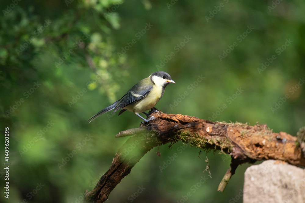 Great tit on the branch close-up Great tit on the branch close-up