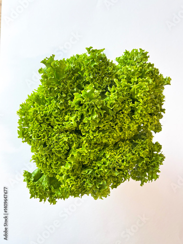 Leaf lettuce or better known as selada keriting is a type of lettuce whose leaf tips are wavy and light green in color. On white background