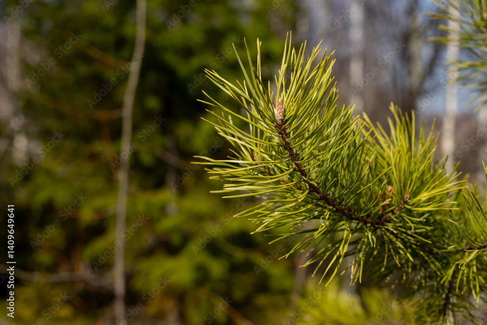 Pine tree branch close-up. Evergreen coniferous tree. Tree seedlings and gardening. Forest landscape. Twig with needles. Environment and ecology concept Pine tree branch close-up. Evergreen coniferous tree. Tree seedlings and gardening. Forest landscape. Twig with needles. Environment and ecology concept